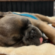 VantagePoint Marketing - Puppy Pepper sleeping with tongue out