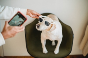 VantagePoint Marketing - Dog with sunglasses getting photo taken